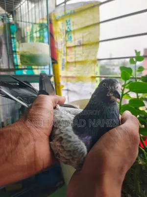 কবুতর খাঁচা