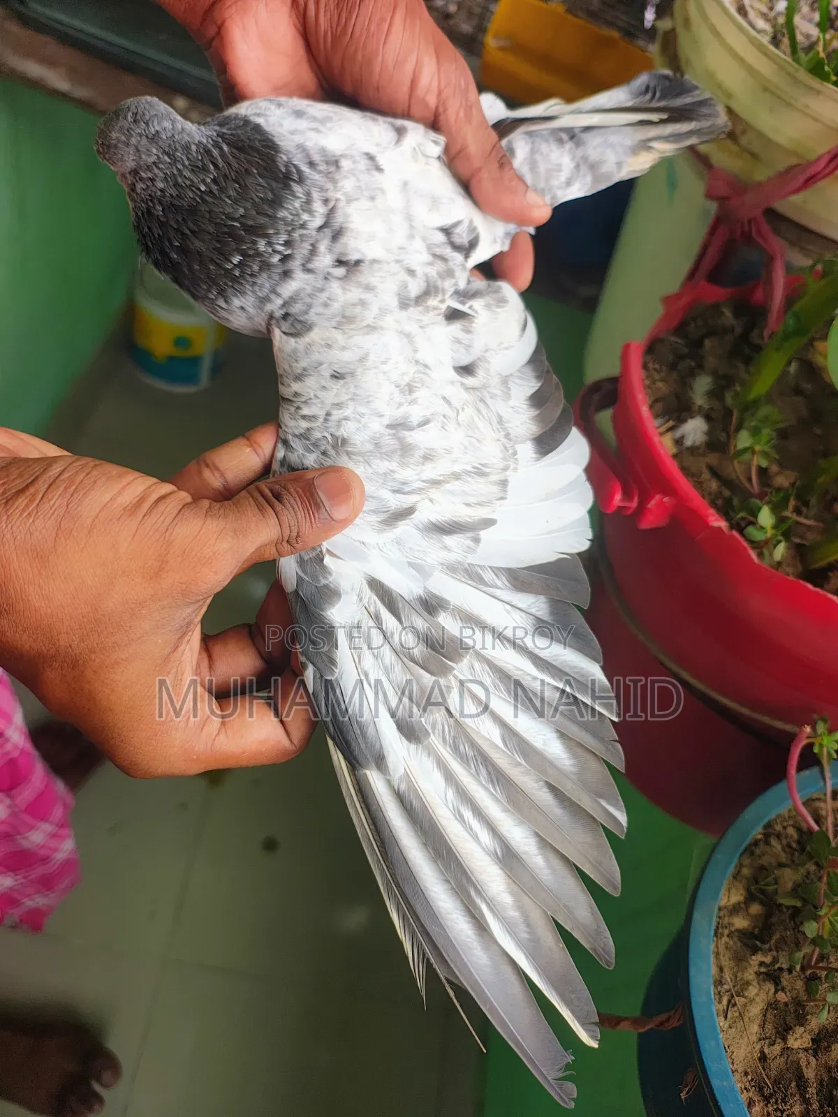 কবুতর খাঁচা