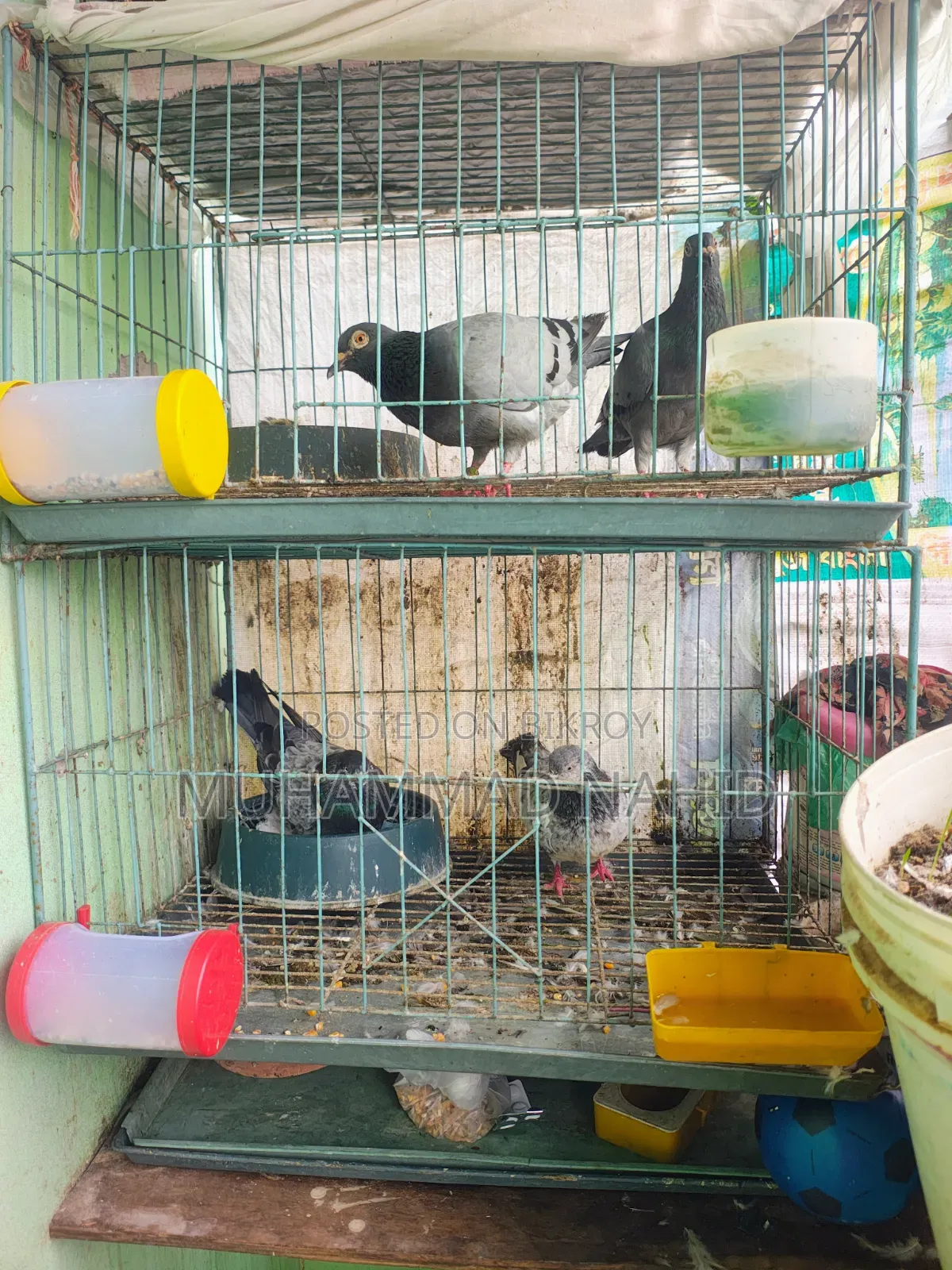 কবুতর খাঁচা