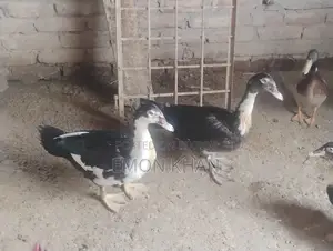 Male Muscovy Duck