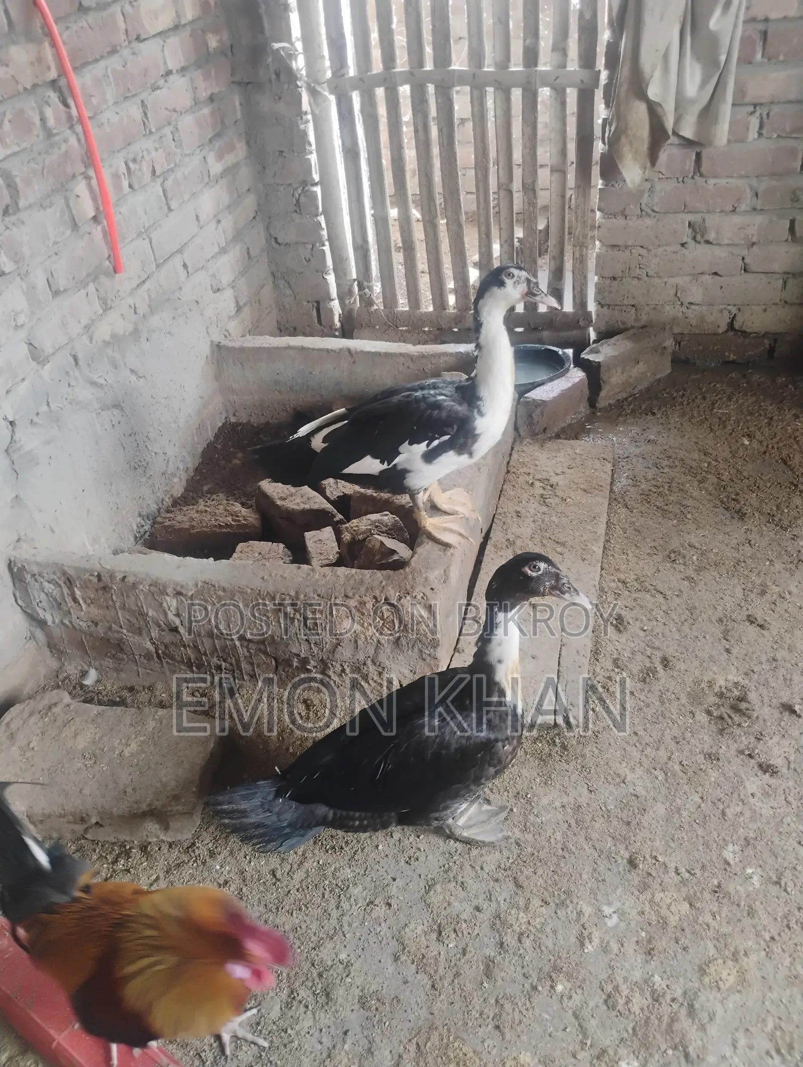Male Muscovy Duck