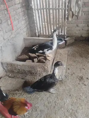 Male Muscovy Duck