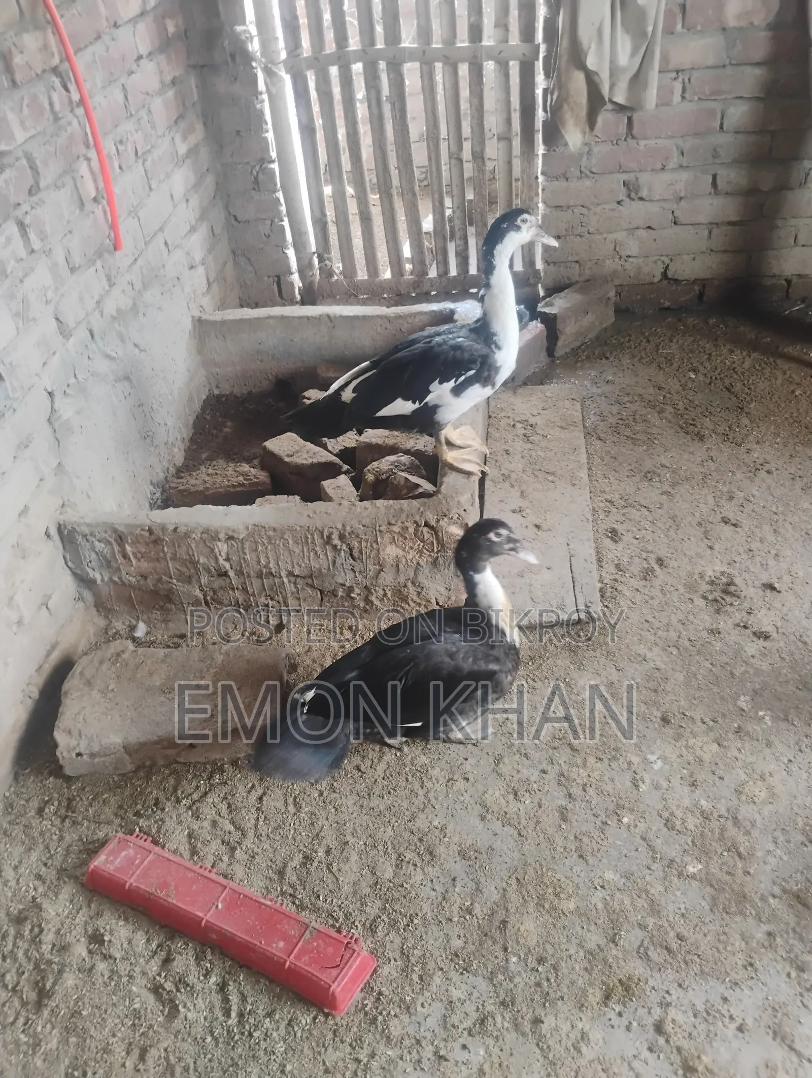 Male Muscovy Duck