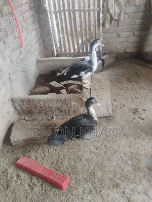 Male Muscovy Duck