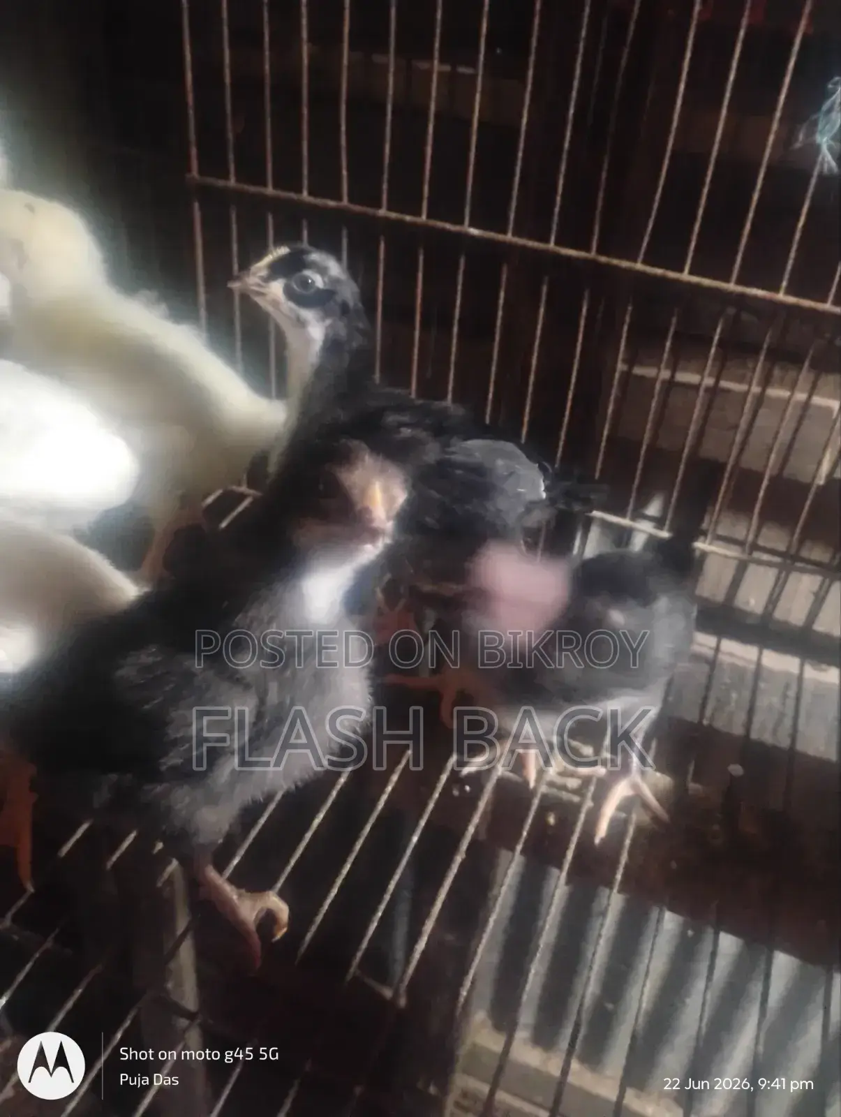 দেশি মুরগীর বাচ্চা