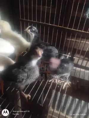দেশি মুরগীর বাচ্চা