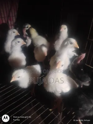 Deshi Chicken Chicks
