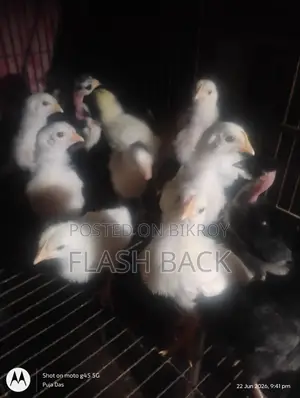 দেশি মুরগীর বাচ্চা
