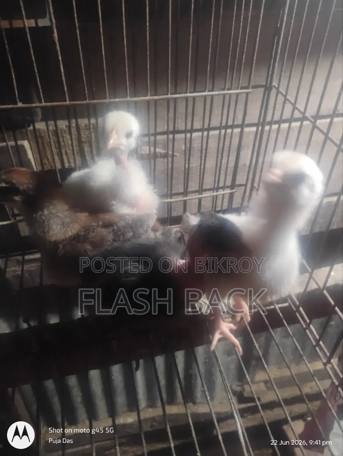 দেশি মুরগীর বাচ্চা