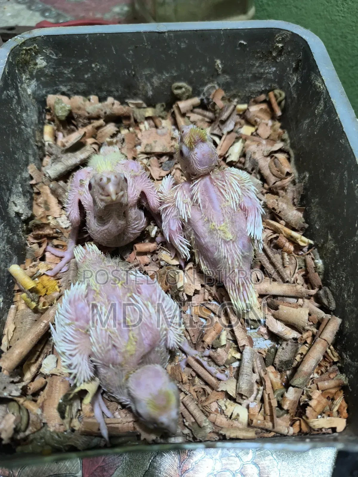 3 Cockatiel Lutino Red Eyes Tame Size for Sale