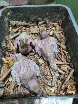 3 Cockatiel Lutino Red Eyes Tame Size for Sale