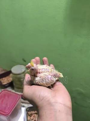 3 Cockatiel Lutino Red Eyes Tame Size for Sale