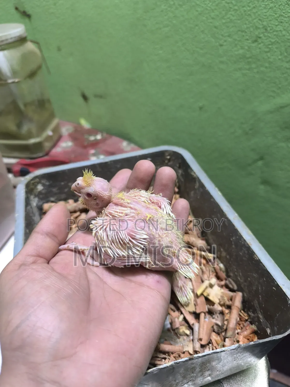 3 Cockatiel Lutino Red Eyes Tame Size for Sale