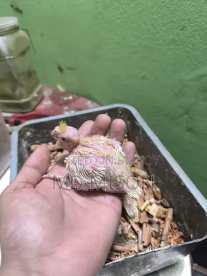 3 Cockatiel Lutino Red Eyes Tame Size for Sale
