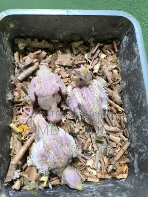 3 Cockatiel Lutino Red Eyes Tame Size for Sale
