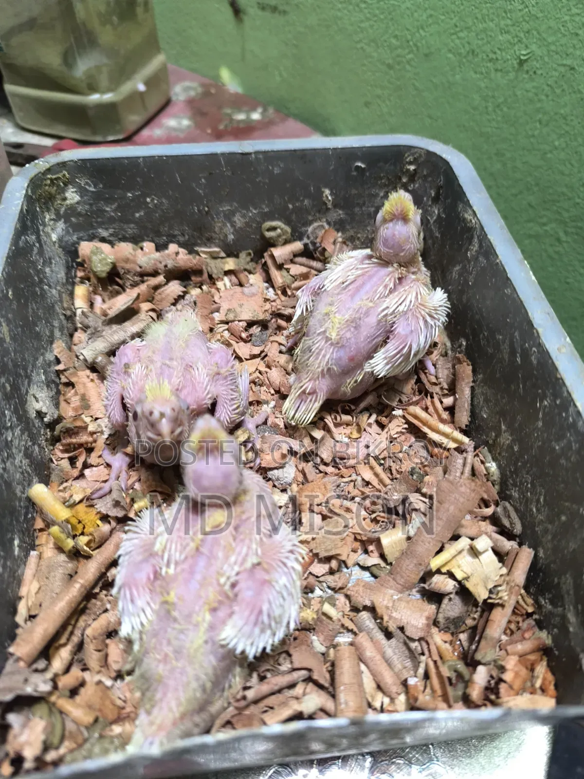 3 Cockatiel Lutino Red Eyes Tame Size for Sale
