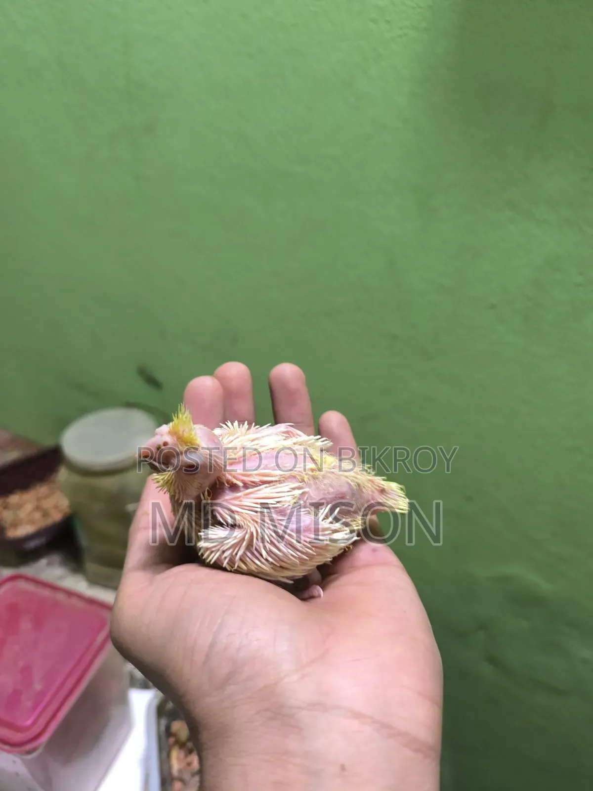 3 Cockatiel Lutino Red Eyes Tame Size for Sale