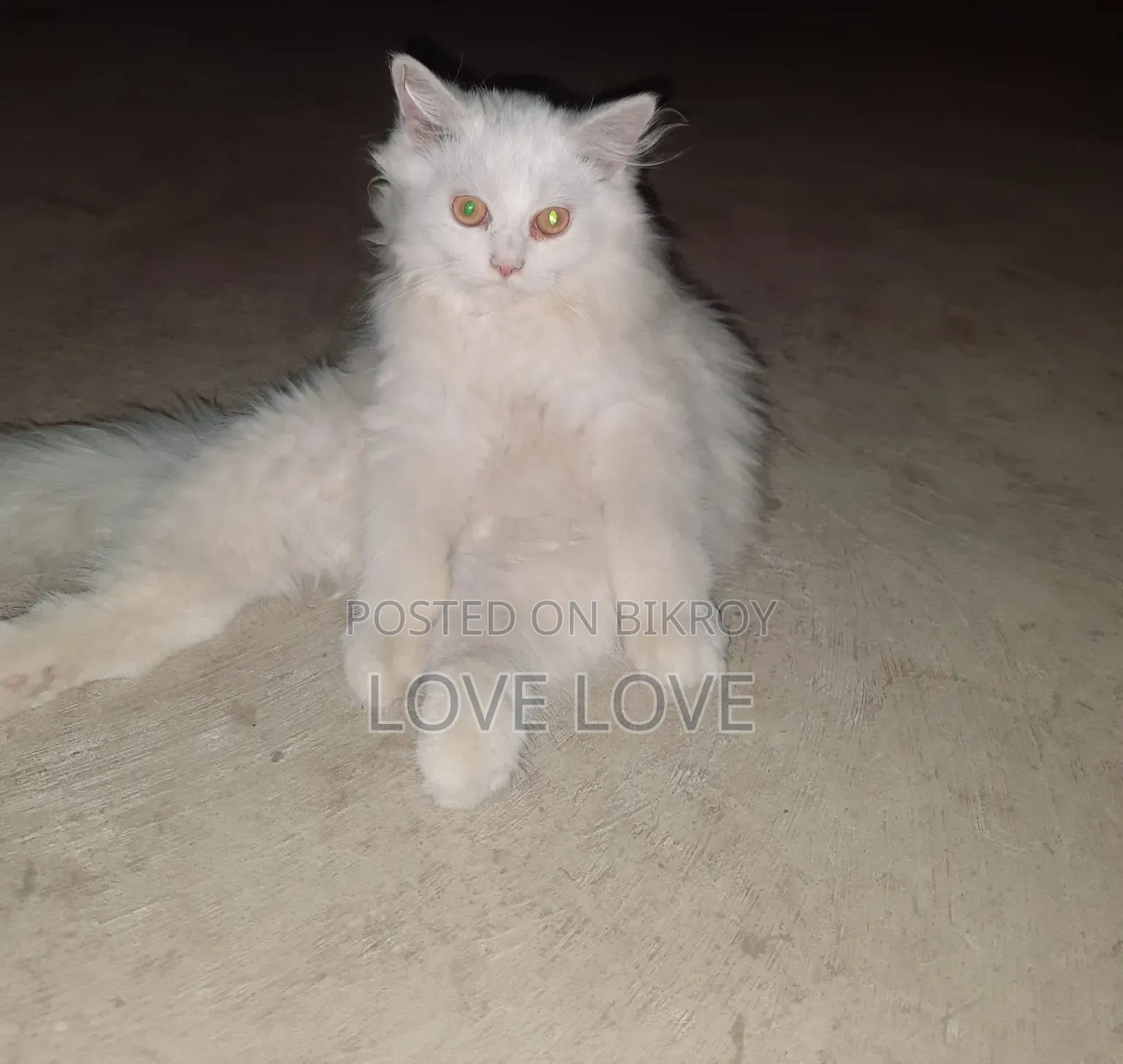 1-3 Months Male Purebred Persian