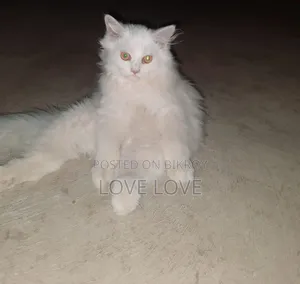 1-3 Months Male Purebred Persian