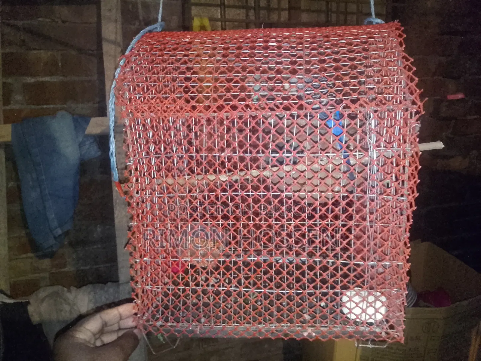 Budgie Bird For Sale