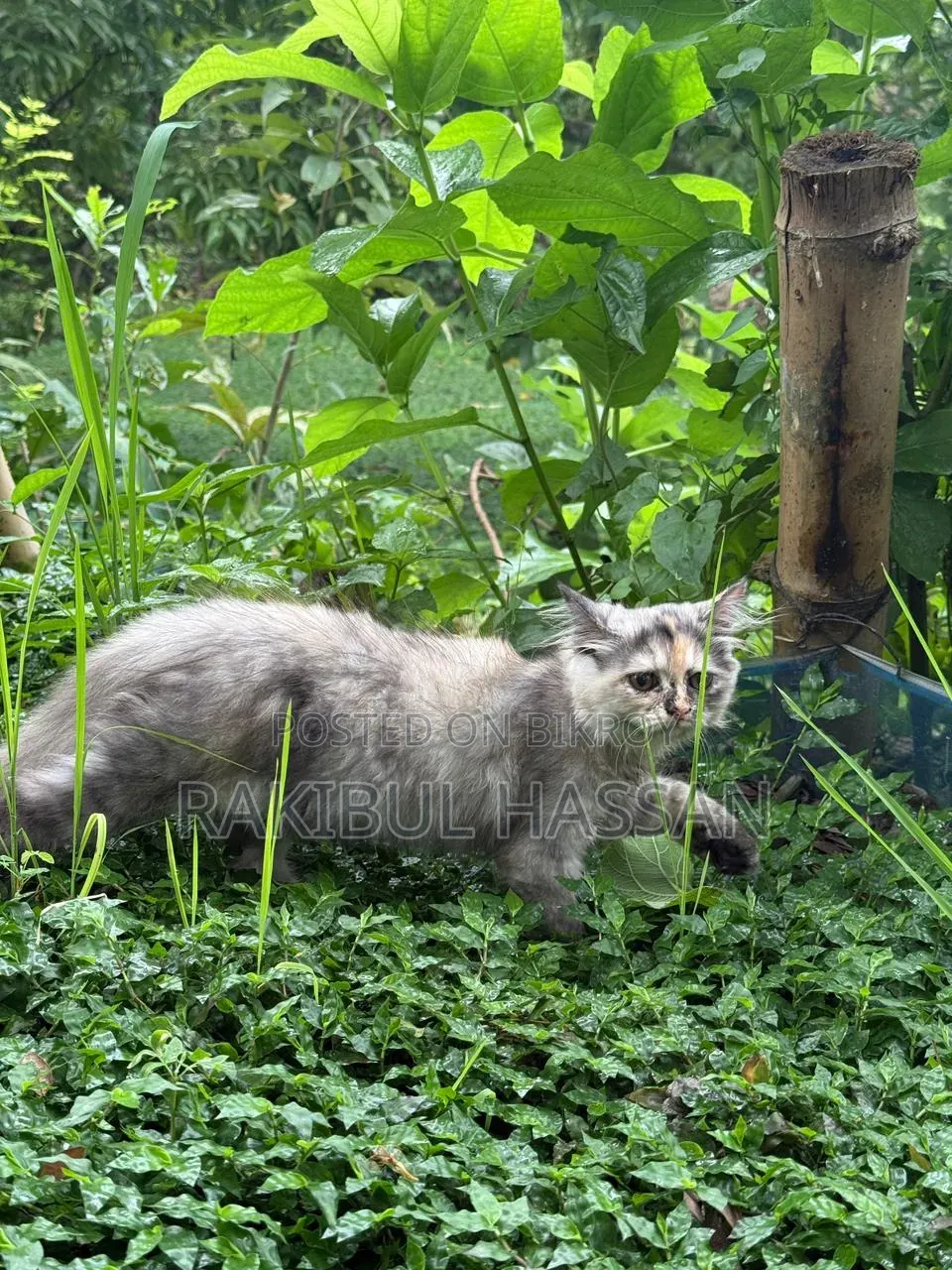 1-3 Months Female Purebred Persian