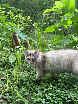 1-3 Months Female Purebred Persian