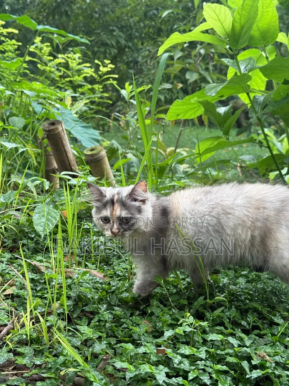 1-3 Months Female Purebred Persian