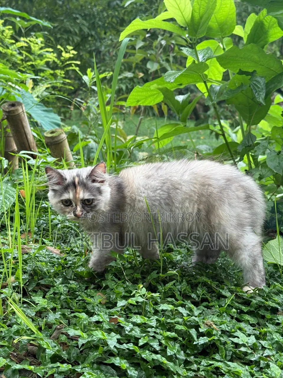 1-3 Months Female Purebred Persian