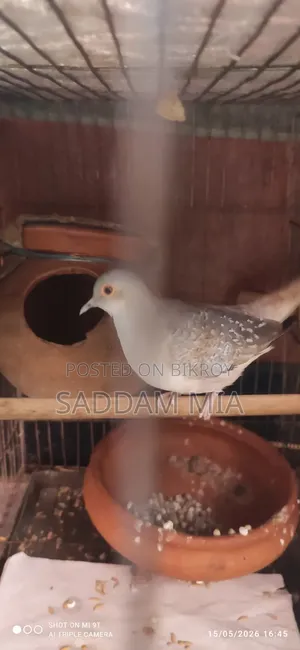 Diamond Dove bird, full fresh condition