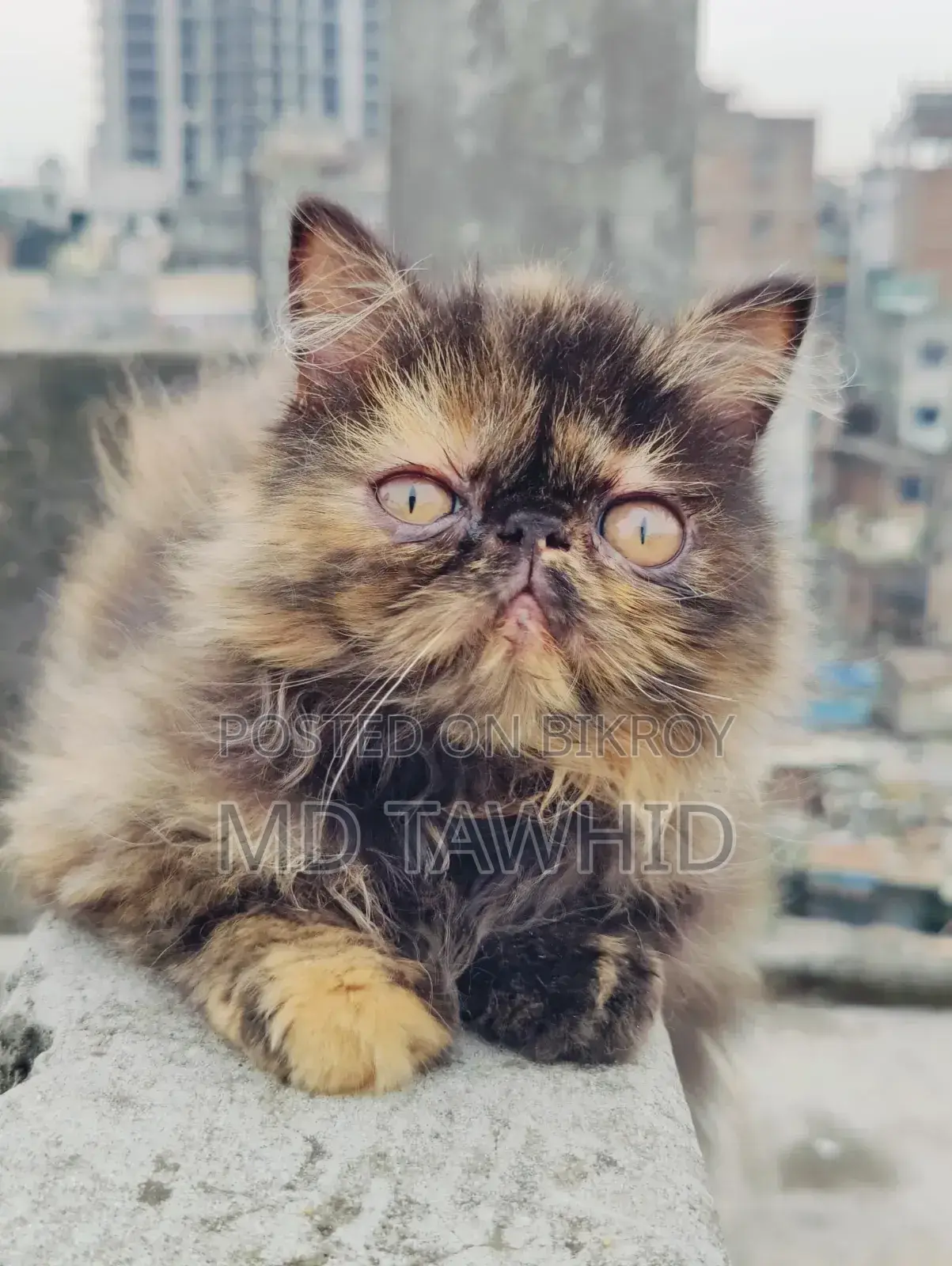 3-6 Months Female Purebred Exotic