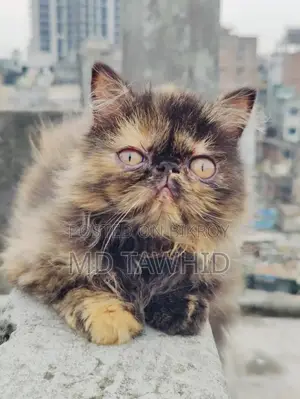 3-6 Months Female Purebred Exotic