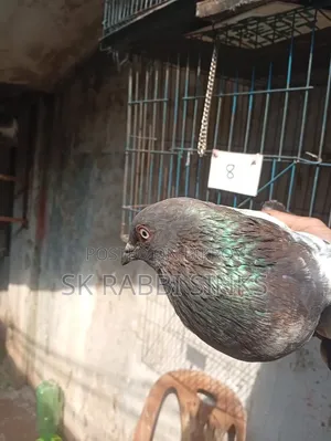 Black-necked male pigeon