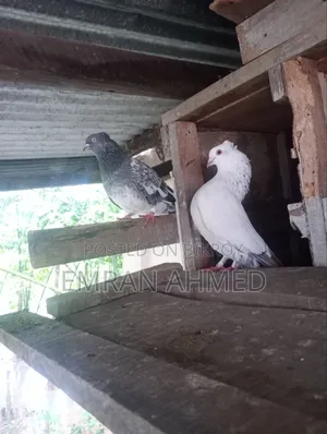 A pair of Spring pigeons for sale