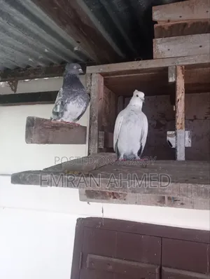 এক জুড়া স্প্রিং গলা বিক্রি হবে