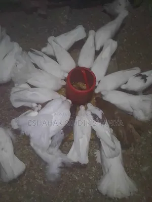 Mayurpankhi Pigeon