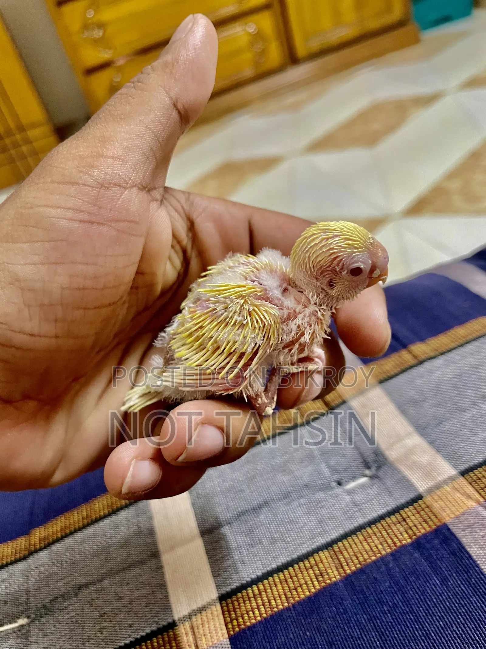 Budgie baby Lutino breed (red eyes) bird available.