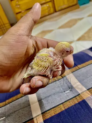 Budgie baby Lutino breed (red eyes) bird available.