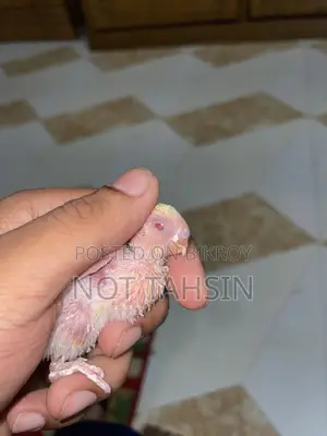 Budgie baby Lutino breed (red eyes) bird available.
