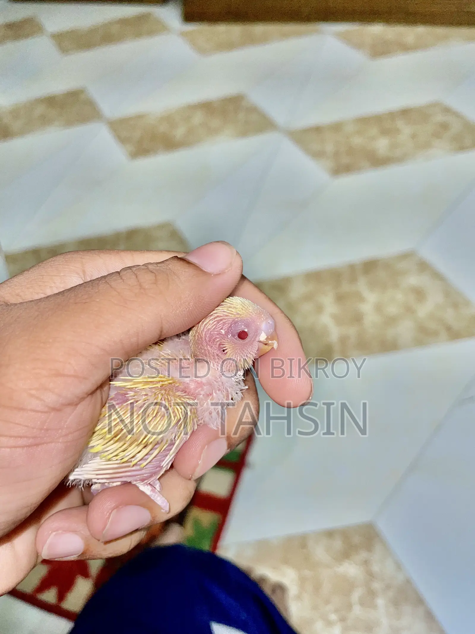 Budgie baby Lutino breed (red eyes) bird available.