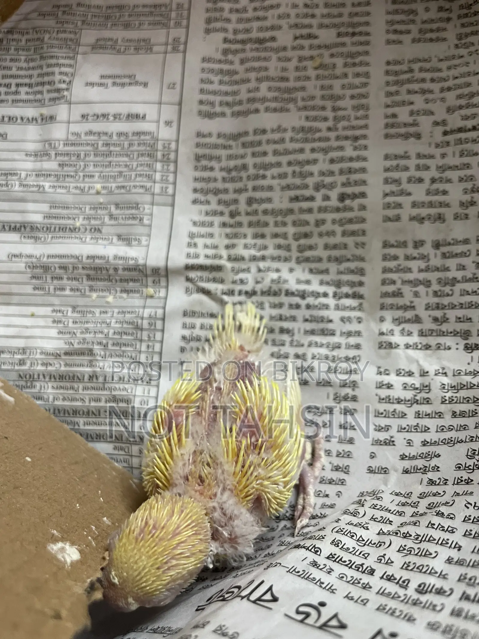 Budgie baby Lutino breed (red eyes) bird available.