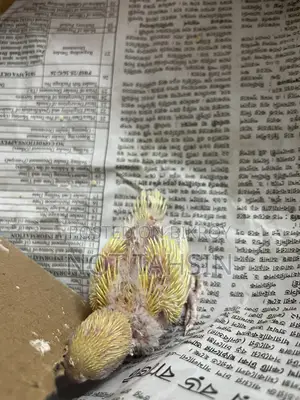 Budgie baby Lutino breed (red eyes) bird available.