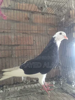 Putul Gorra Female