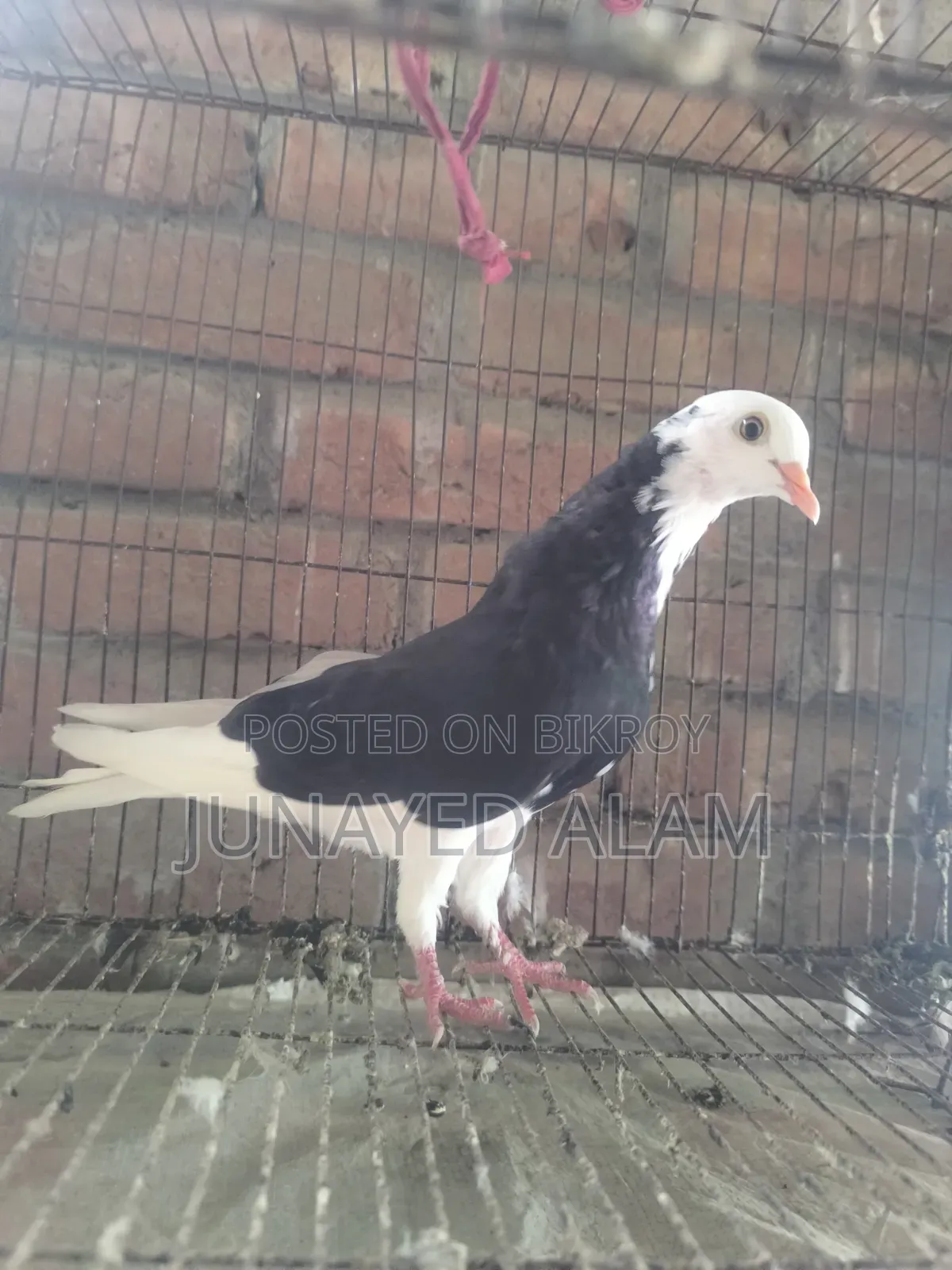 Putul Gorra Female