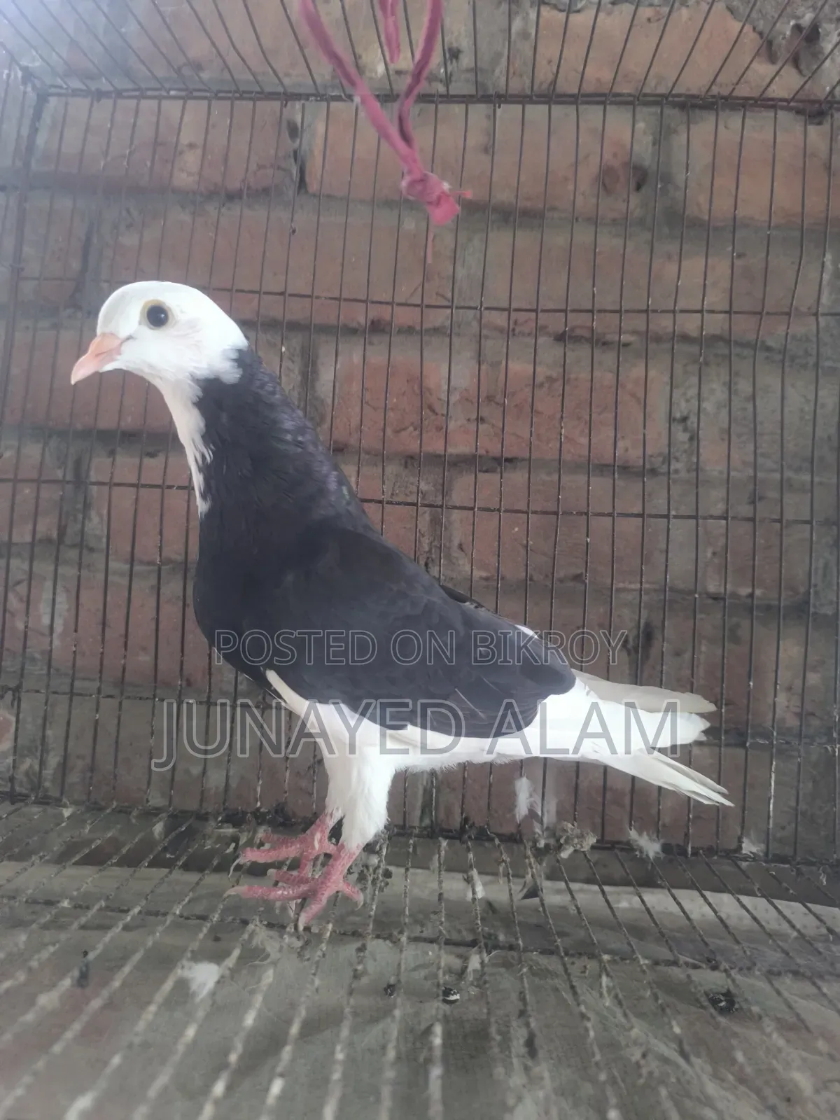 Putul Gorra Female