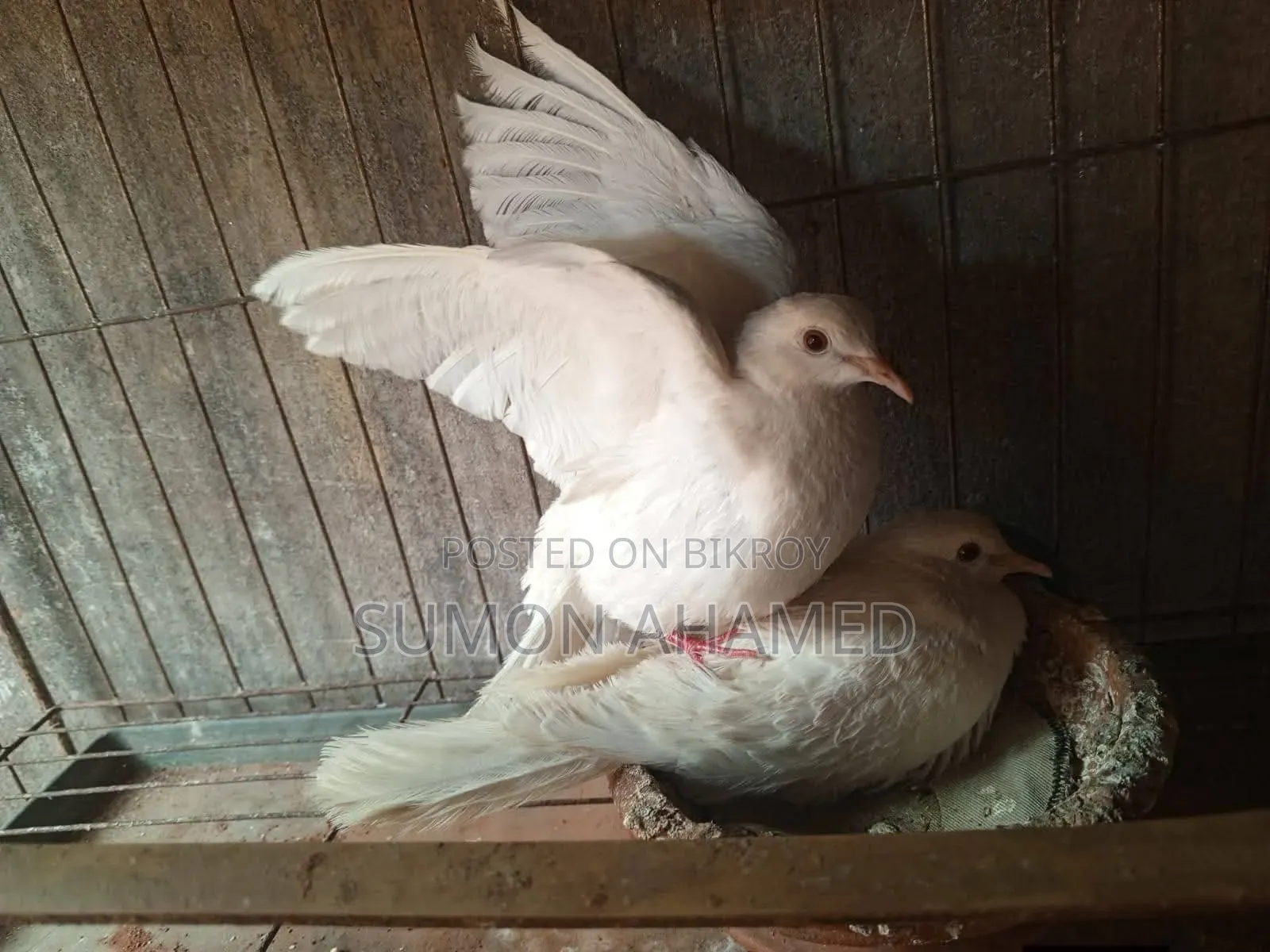 White Silk Dove