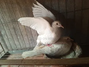White Silk Dove