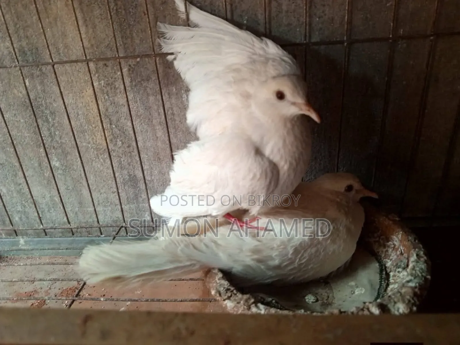 White Silk Dove