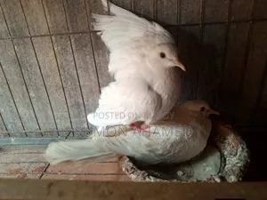 White Silk Dove