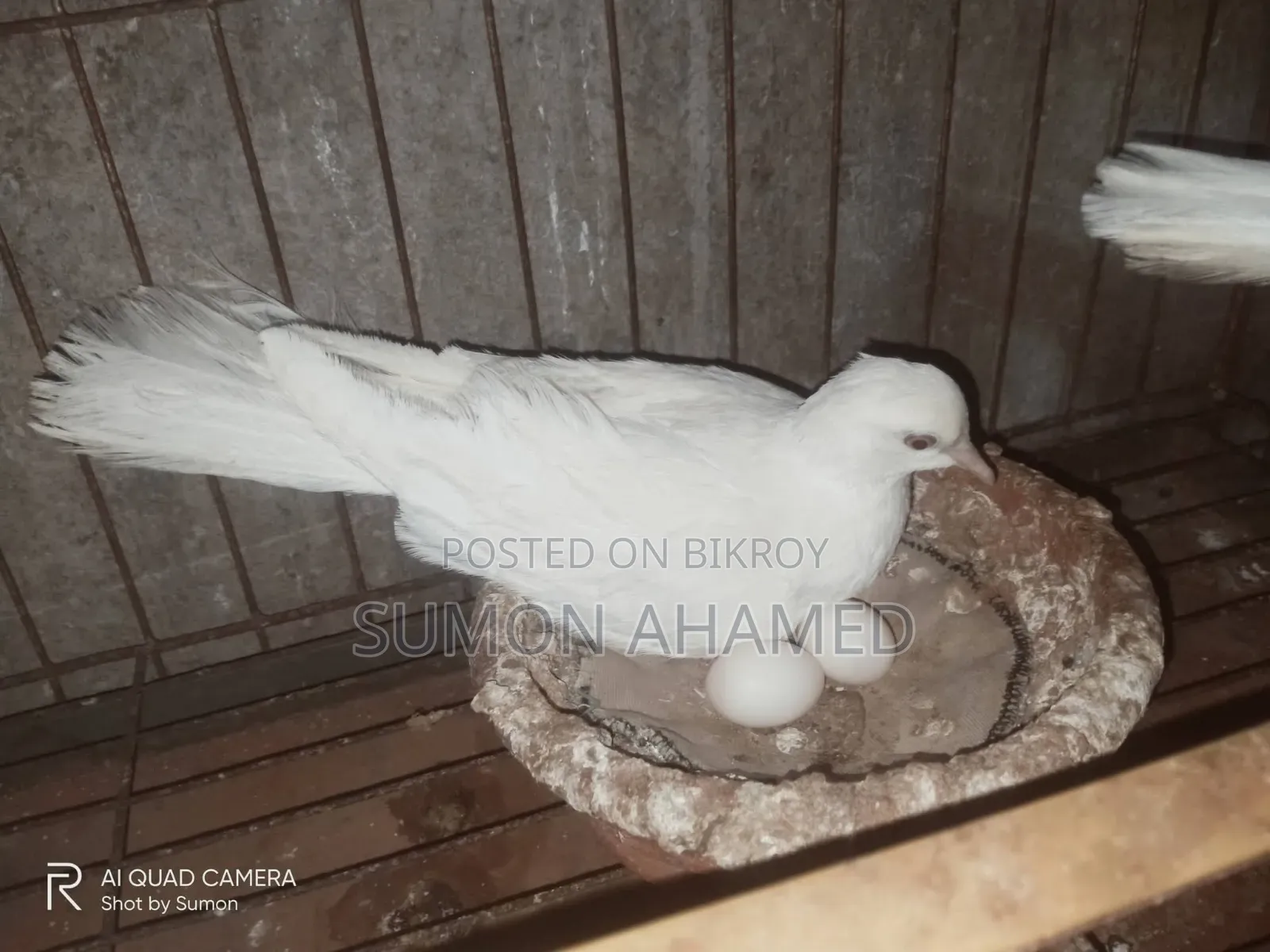White Silk Dove