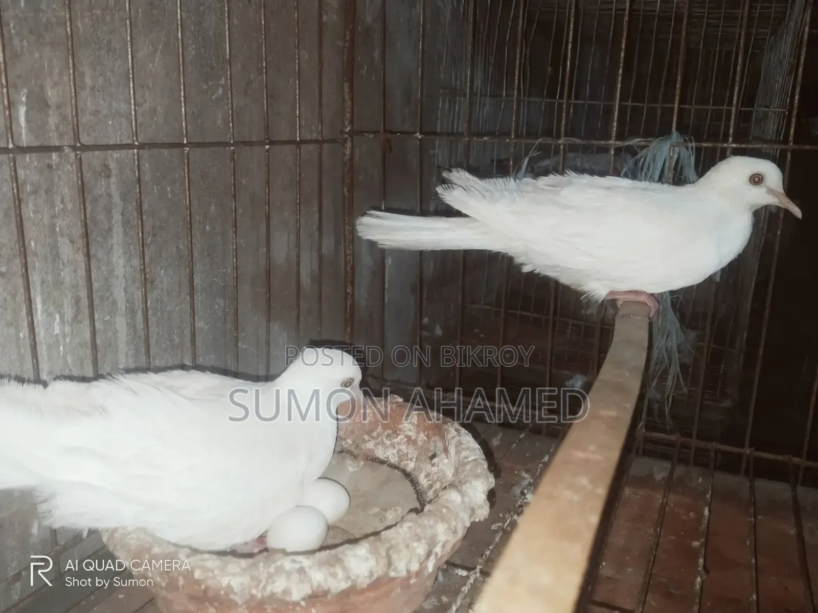 White Silk Dove